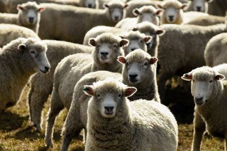 41698711-troupeau-de-moutons-la-nouvelle-zélande-
